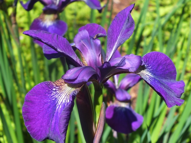 Iris at Aberglasny